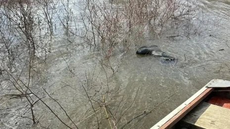 Второго пропавшего в Меленковском районе рыбака нашли мертвым