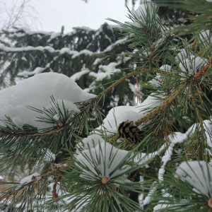 Прогноз погоды во Владимире и области на 26 ноября