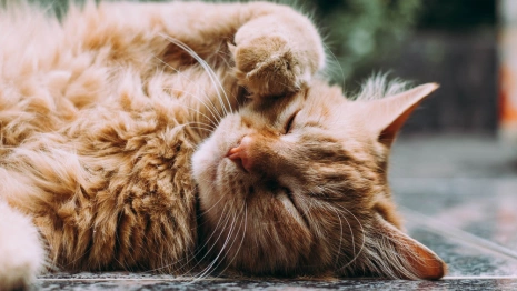 Во Владимирской области более 400 животных из приюта рискуют оказаться на улице