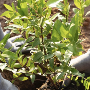 Во Владимире онлайн-магазин продавал запрещенные саженцы яблонь и груш