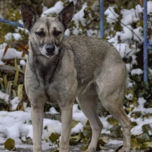 Во Владимирской области за нападение бездомной собаки на ребенка оштрафовали чиновников