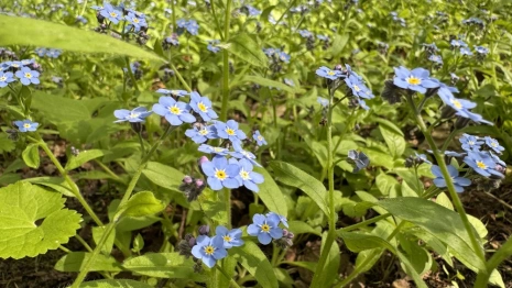 Прогноз погоды во Владимирской области на 26 июля 2025 года