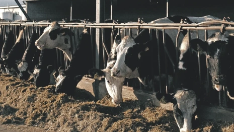 Владимирский молокозавод лишил зарплаты 94 сотрудников