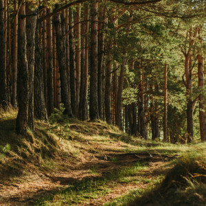 Жителям региона разрешат посещать леса во Владимирской области