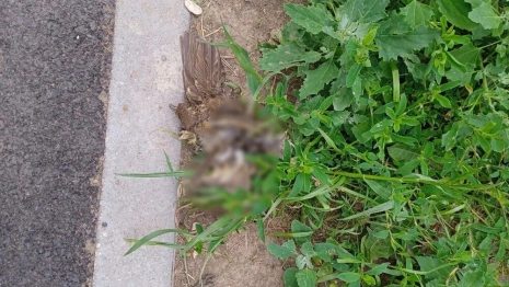 Парк «Добросельский» во Владимире превратился в кладбище птиц
