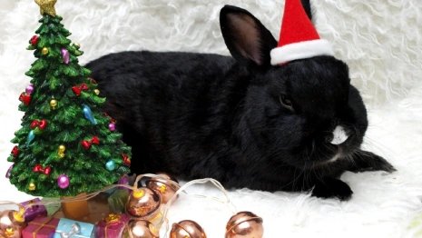 Что ждет владимирцев в год Черного Водяного Кролика?