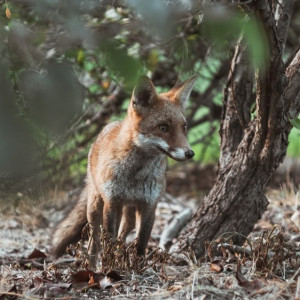 Власти назвали ситуацию с бешенством во Владимирской области напряженной