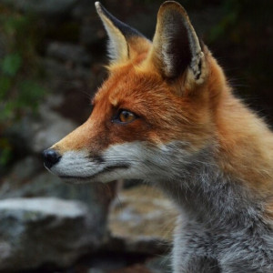 Во Владимирской области выявили очаг бешенства