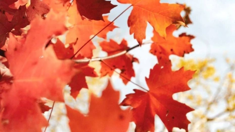 Рабочая неделя во Владимирской области начнется с потепления 