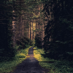 Во Владимирской области нашли живой пропавшую в лесу пенсионерку