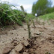 Во Владимирской области началась весенняя посадка леса
