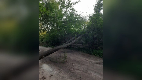 В Коврове рухнувшее дерево перекрыло дорогу на проезде Чкалова