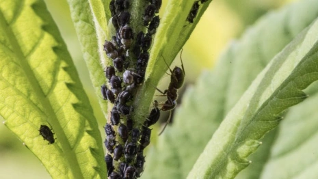 Во Владимирской области вши обнаружили у 197 человек