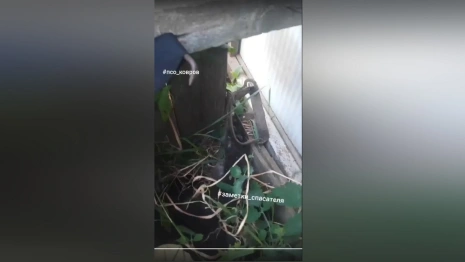 В Коврове спасатели достали кота из капкана