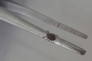 Клещи укусили 28 взрослых и 21 ребенка во Владимирской области за неделю