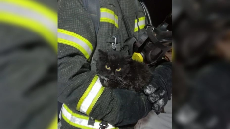 На пожаре швейной фабрики во Владимирской области спасли черного котенка
