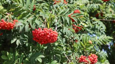 Анфиса Рябинница: что можно и нельзя делать 9 сентября