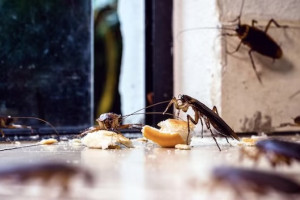 В Александрове в детсаду заметили грибок на стенах и тараканов