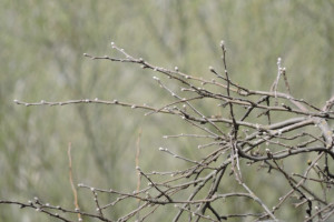 Прогноз погоды во Владимире и области на 15 апреля