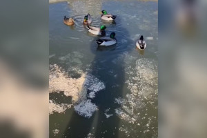 Жительница Коврова колотила лед на Кукушкином пруду ради спасения уток