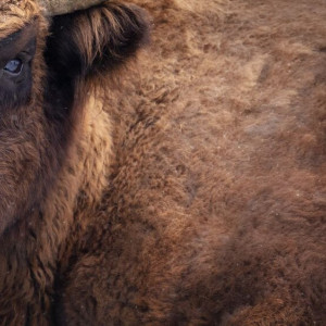 Во Владимирской области увидели краснокнижного зубра