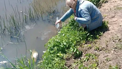 В озере Федоровское под Киржачом массово погибла рыба