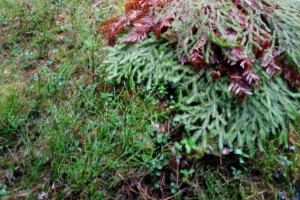 Во Владимирской области спасли белогрудого ежика