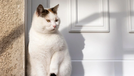 Федотов день: что нужно сделать 20 ноября, чтобы добиться цели