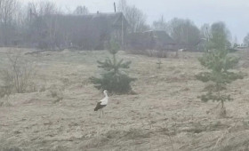 В Меленковском районе заметили величественного аиста