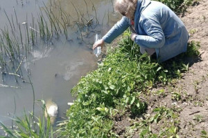 В озере Федоровское под Киржачом массово погибла рыба