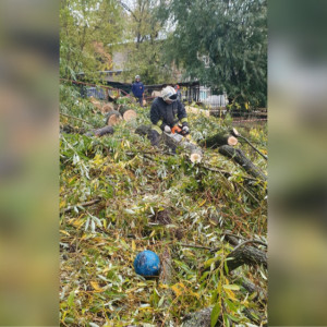 Во Владимире обрушение ивы могло оставить без тепла жителей нескольких домов