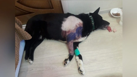 Во Владимирской области волонтеры спасли еще одну собаку с огнестрельной раной