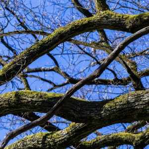 Житель Владимирской области случайно убил мужчину упавшей веткой дерева