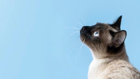 Народные приметы на 14 февраля 2024: что можно и нельзя делать в день Трифона Мышегона