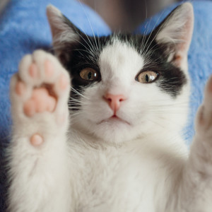 Владимирский приют «Валента» может переехать к «Тандему»