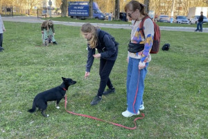 Во Владимире провели бесплатную кинологическую тренировку