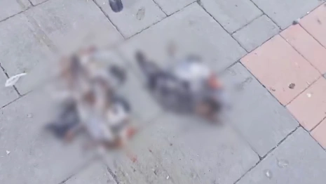 В Юрьев-Польском зафиксировали массовую гибель голубей