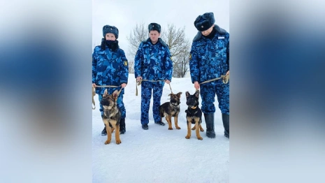Владимирские кинологи приняли на службу трех щенков из питомника в Подмосковье