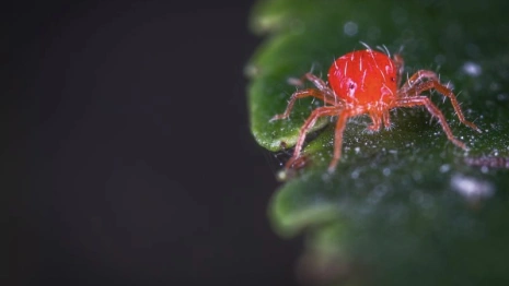 Во Владимирской области нашли 10 зараженных болезнью Лайма клещей