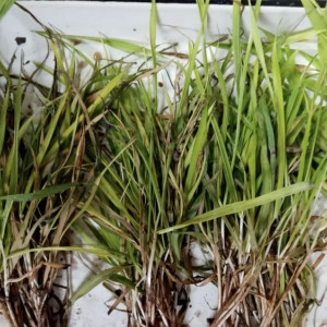 Во Владимирской области посчитали уровень потерь озимых культур