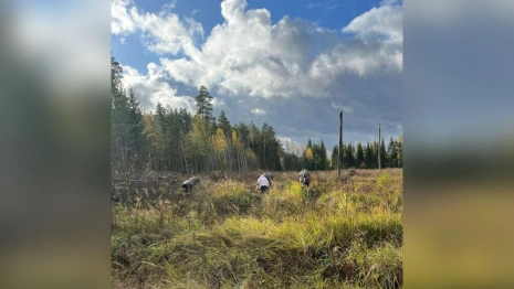 В Судогодском районе высадили сосну
