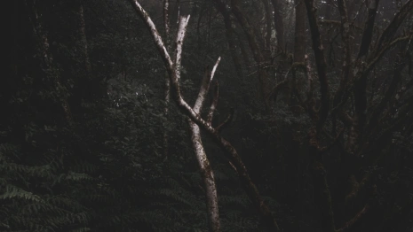 Во Владимирской области с начала года нашли мертвыми 11 человек