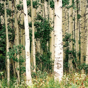 День Никифора-Дубодера: что можно и чего нельзя делать 15 июня