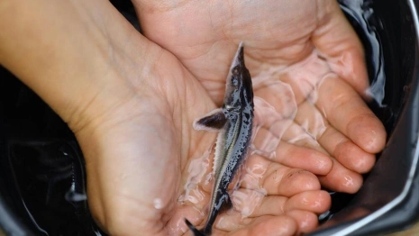 В Муром в Оку выпустили почти 20 тысяч мальков стерляди