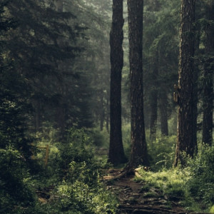 Во Владимирской области волонтеры за месяц нашли двоих людей мертвыми