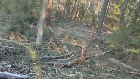 В Коврове вырубка 50 сосен обернулась уголовным делом