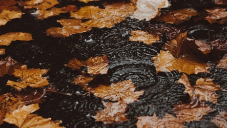 Прогноз погоды во Владимирской области на 14 октября