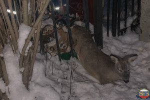 Во Владимирской области косуля застряла в заборе частного дома