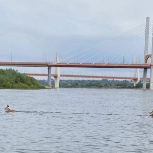 Рыбаки под Муромом заметили переплывающих Оку косуль