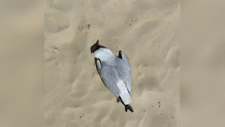 Трупы чаек начнут искать по всей Владимирской области